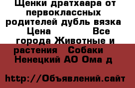 Щенки дратхаара от первоклассных  родителей(дубль вязка) › Цена ­ 22 000 - Все города Животные и растения » Собаки   . Ненецкий АО,Ома д.